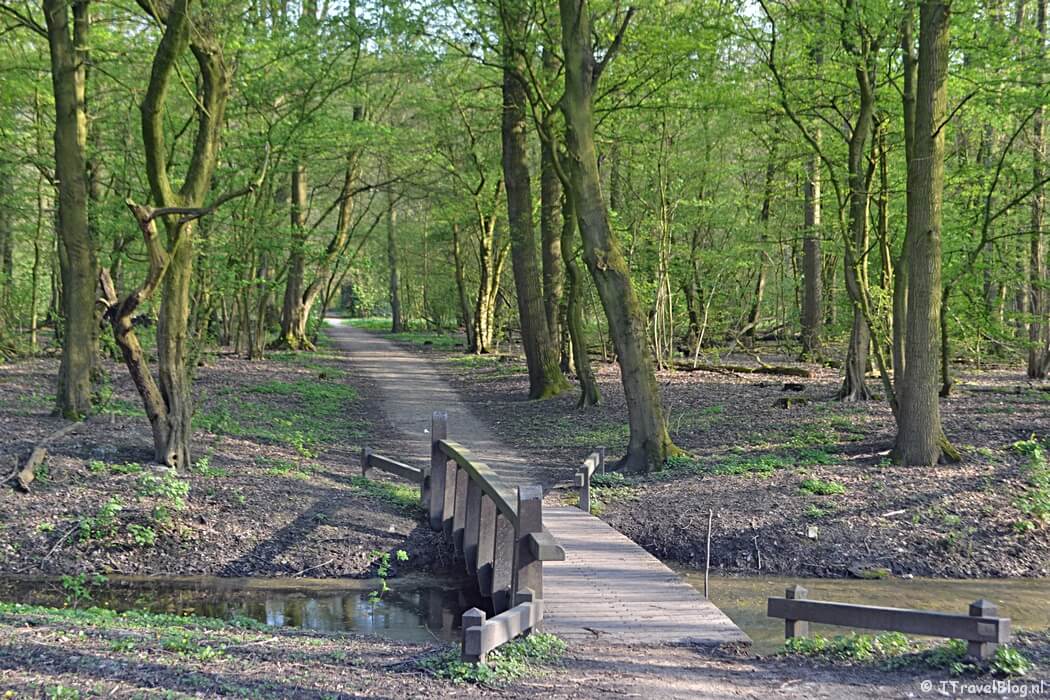 Het Amsterdamse Bos tijdens mijn wandeling langs het groene deel van de Amsterdamse Zuidas