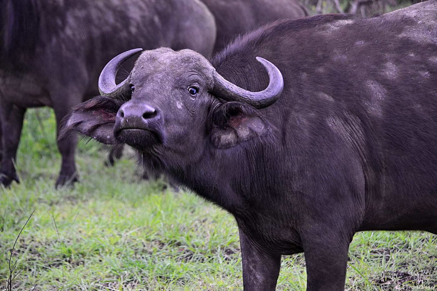 Een buffel in het Hluhluwe Imfoleze Game Reserve