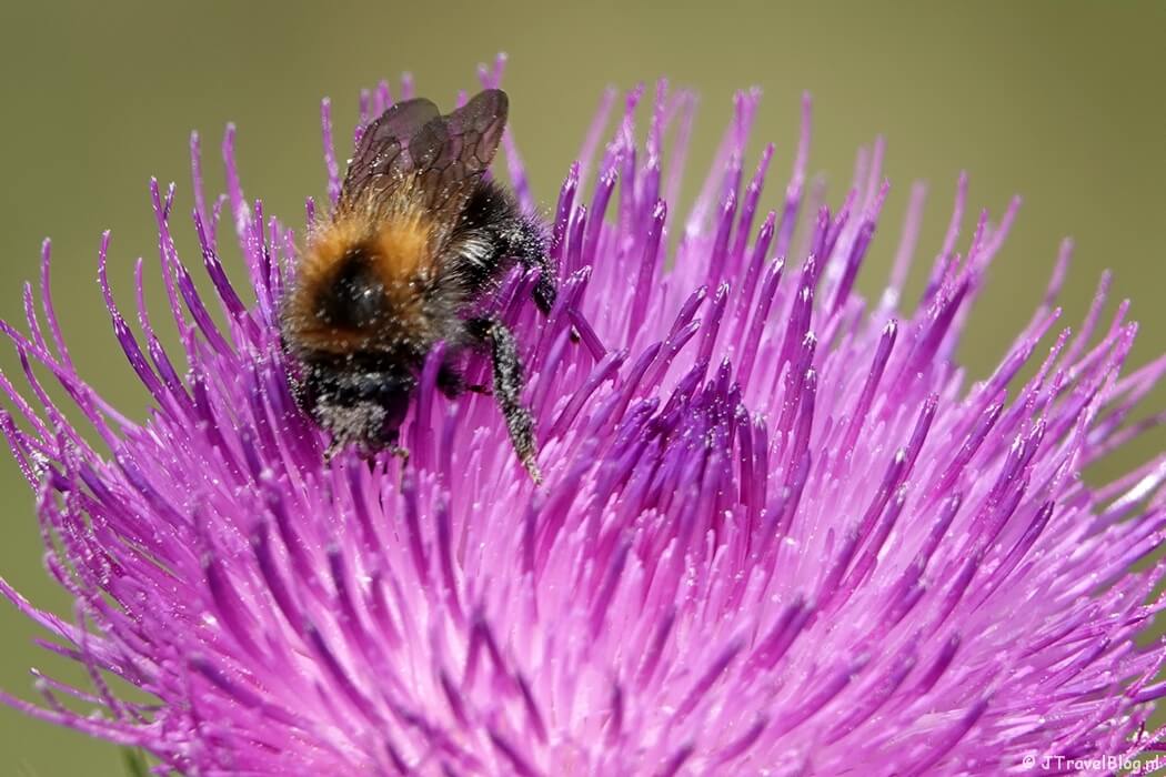 Honingbij op distel tijdens de Trage Tocht Bussum