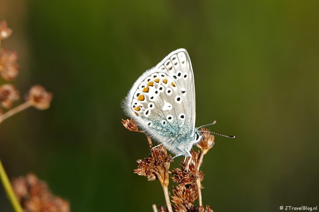 Icarusblauwtje in de Amsterdamse Waterleidingduinen