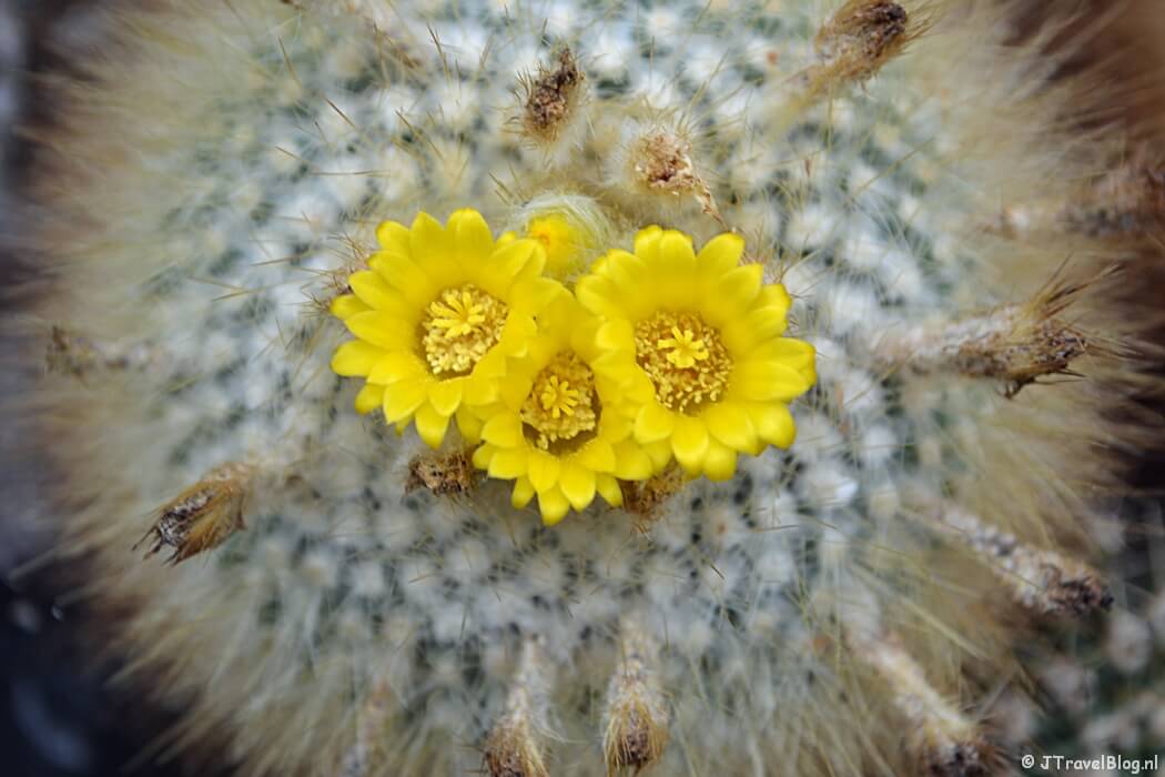 Een cactus in de Botanische Tuin Zuidas in Amsterdam