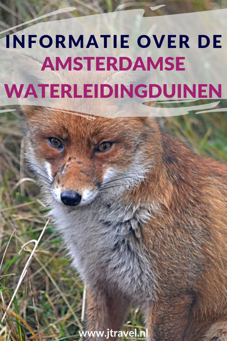 Hier lees je informatie over de Amsterdamse Waterleidingduinen, zoals de dieren, de geschiedenis, het bezoekerscentrum, de wandelroutes en de entree. Meer lezen doe je hier. Lees je mee? #amsterdamsewaterleidingduinen #awd #amsterdamsewaterleidingduinen #wandelen #hiken #informatie #jtravel #jtravelblog