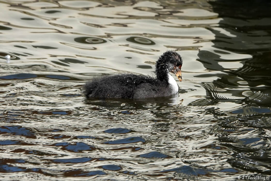 Jonge meerkoet tijdens de Trage Tocht Haarlem