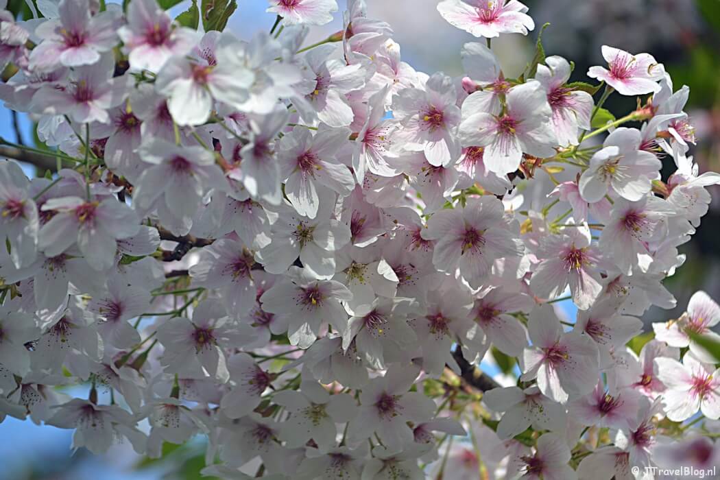 Het kersenbloesempark in het Amsterdamse Bos tijdens mijn wandeling langs het groene deel van de Amsterdamse Zuidas