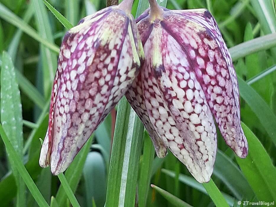 Mijn eerste foto met mijn nieuwe mobiel: een kievietsbloem