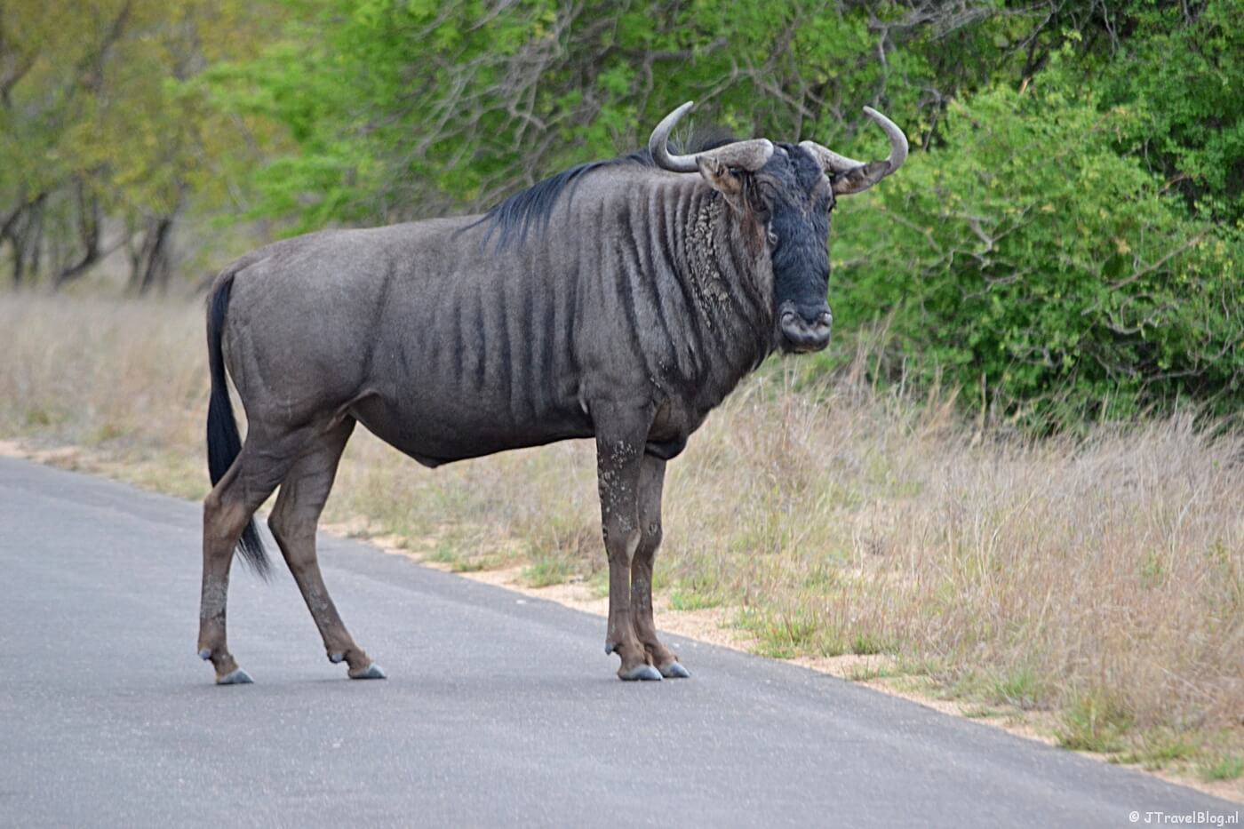 Een gnoe in het Kruger National Park