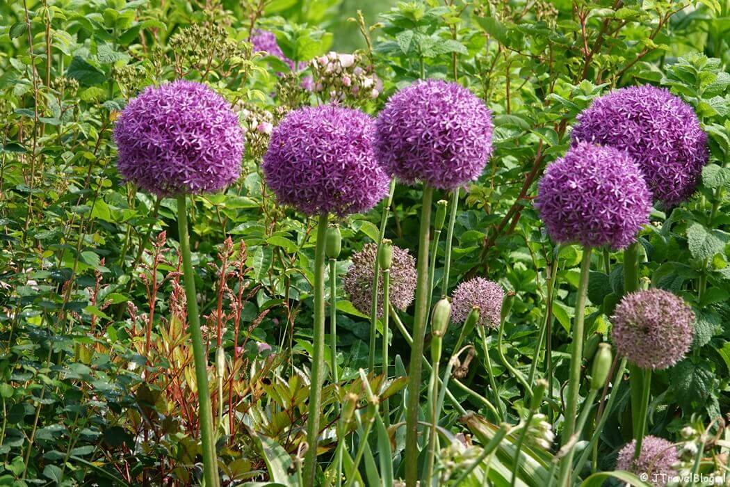 LTO Cultuurgroep Zomerbloemen op de Floriade Expo 2022 in Almere