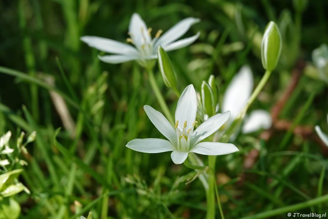 Lelies in de Bolwerken tijdens de Trage Tocht Haarlem