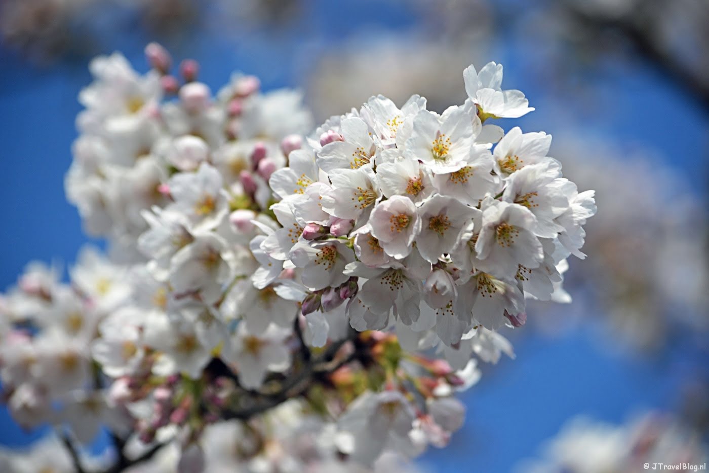 Een foto om op te vrolijken in deze coronacrisis