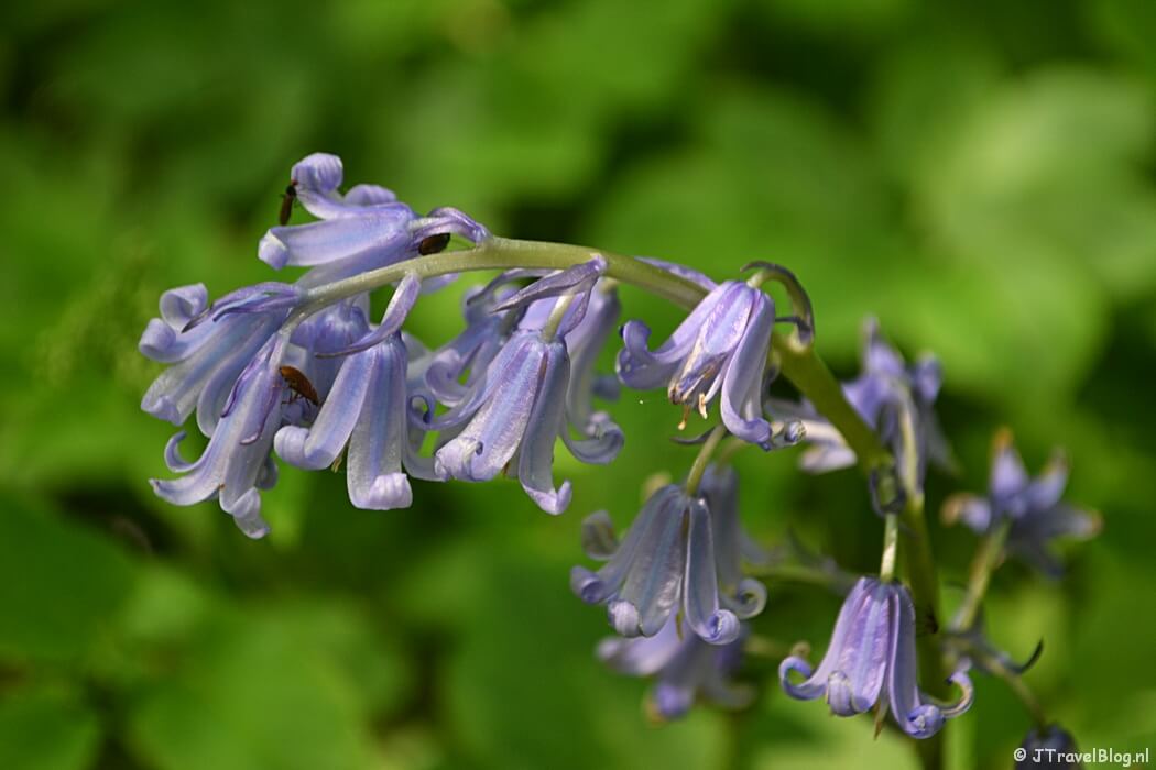 Lente in Wandelbos Groenendaal in Heemstede