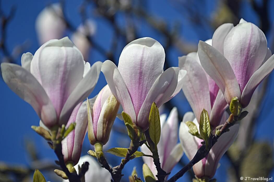 Magnolia in april 2019