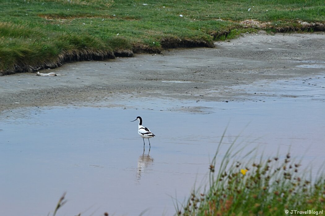 Een kluut in natuurgebied Wagejot op Texel