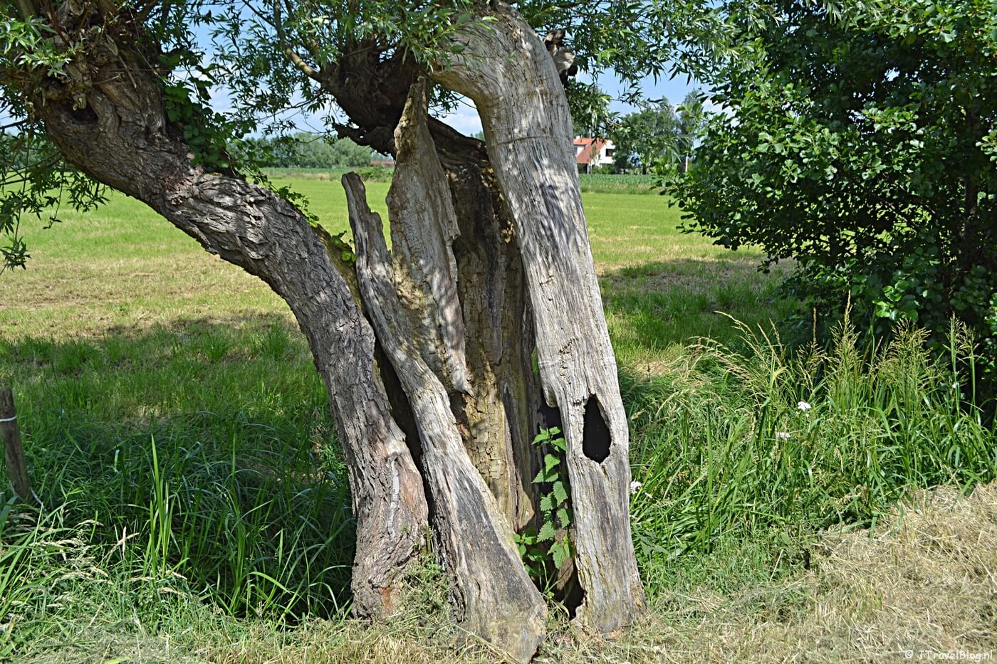 Zo kapot en toch nog leven, boom aan de Diermenseweg