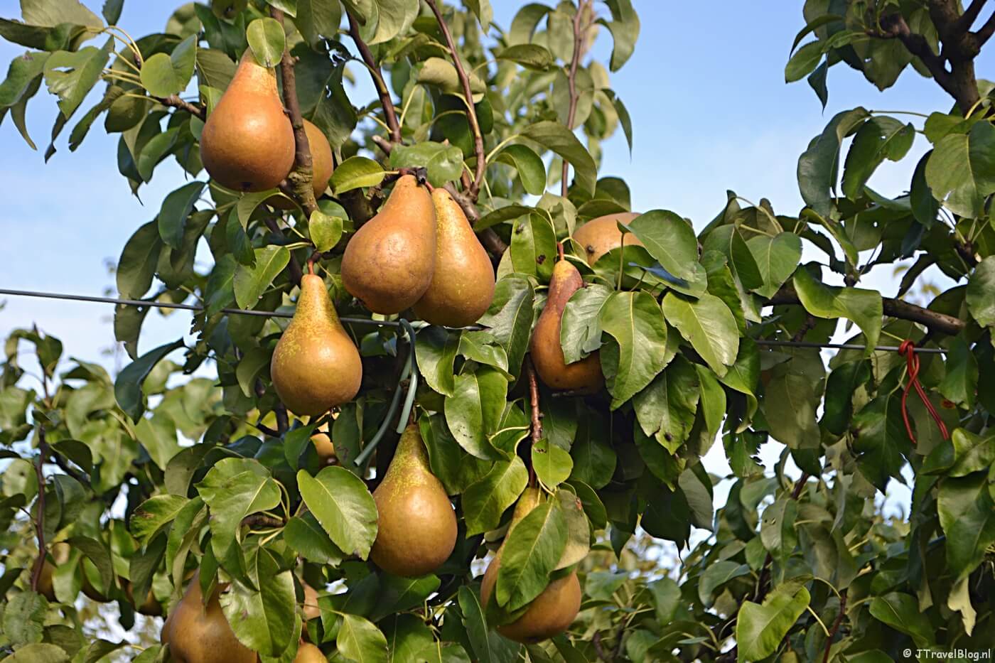 Peren plukken op Landgoed De Olmenhorst