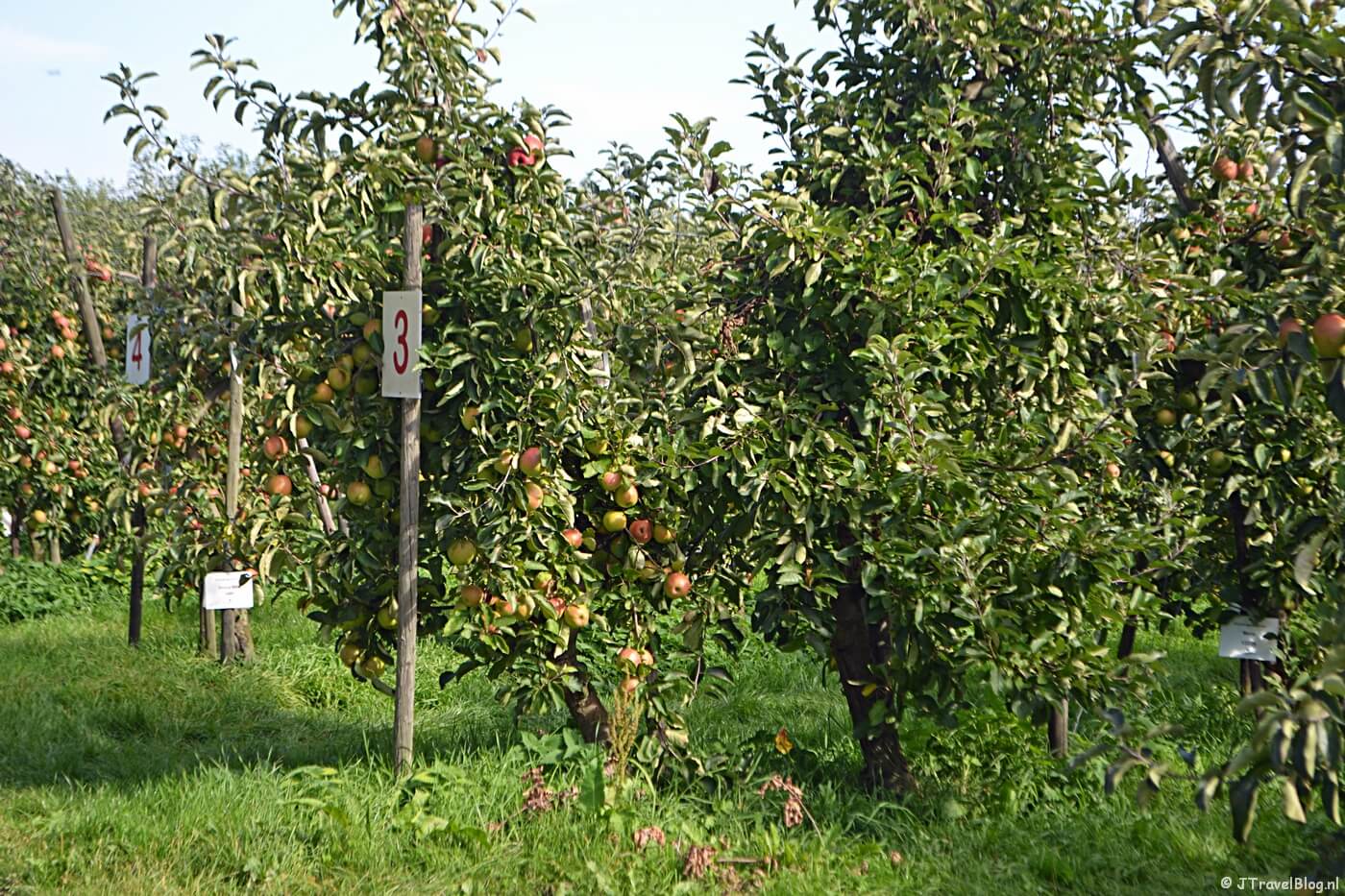 Adoptiebomen op Landgoed De Olmenhorst