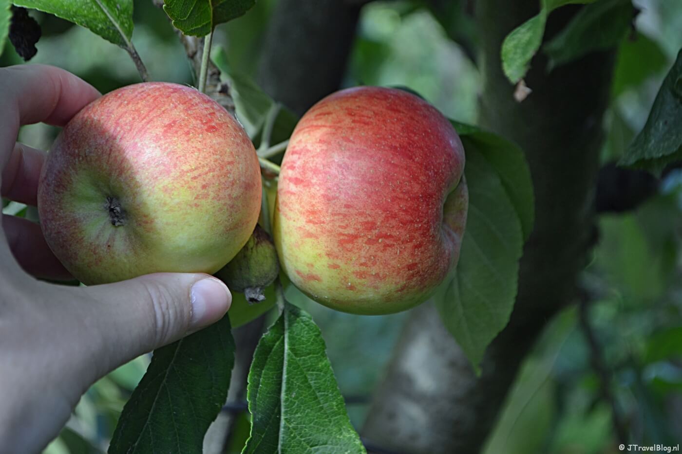 Mijn eigen appels plukken op Landgoed de Olmenhorst