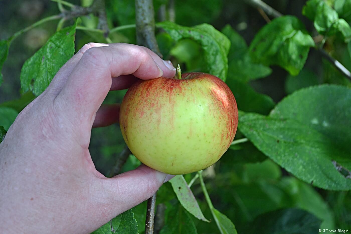 Een appel plukken op Landgoed De Olmenhorst in Lisserbroek
