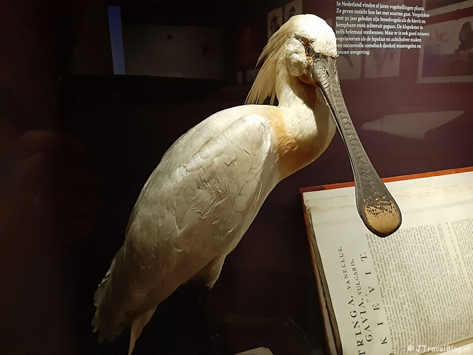 De tijdelijke tentoonstelling 'Vogelpracht' in het Teylers Museum in Haarlem