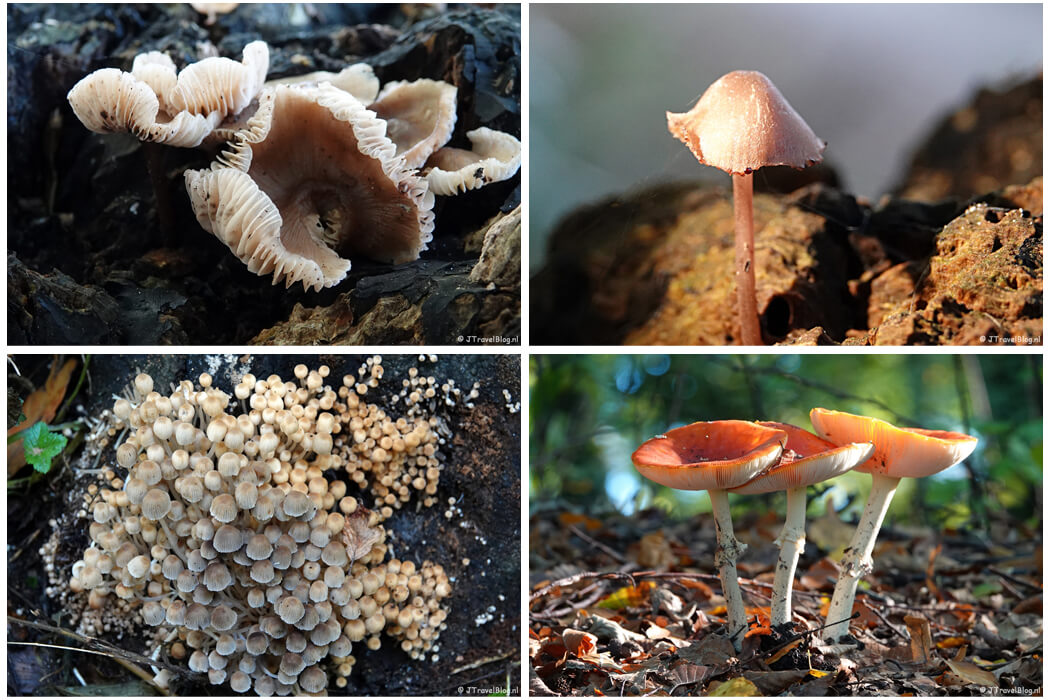 Paddenstoelen in het Haagse Bos in Den Haag tijdens mijn wandeling door Benoordenhout