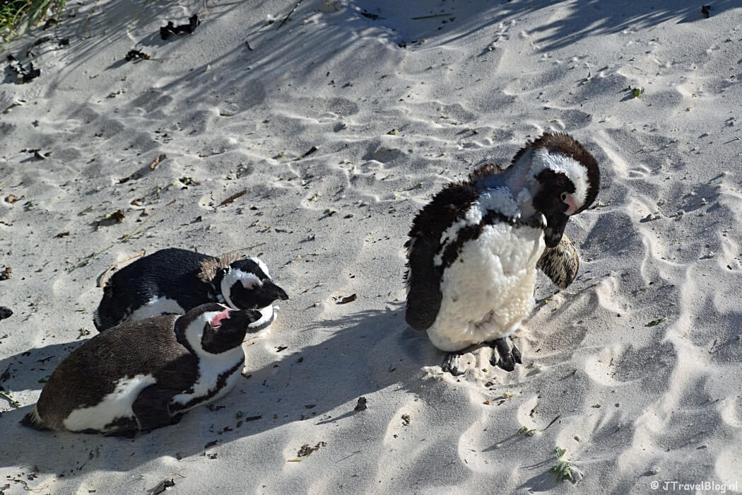 Pinguรฏns in Boulders Beach op het Kaapse Schiereiland