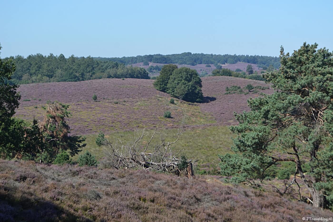 Heide tijdens mijn Trage Tocht wandeling