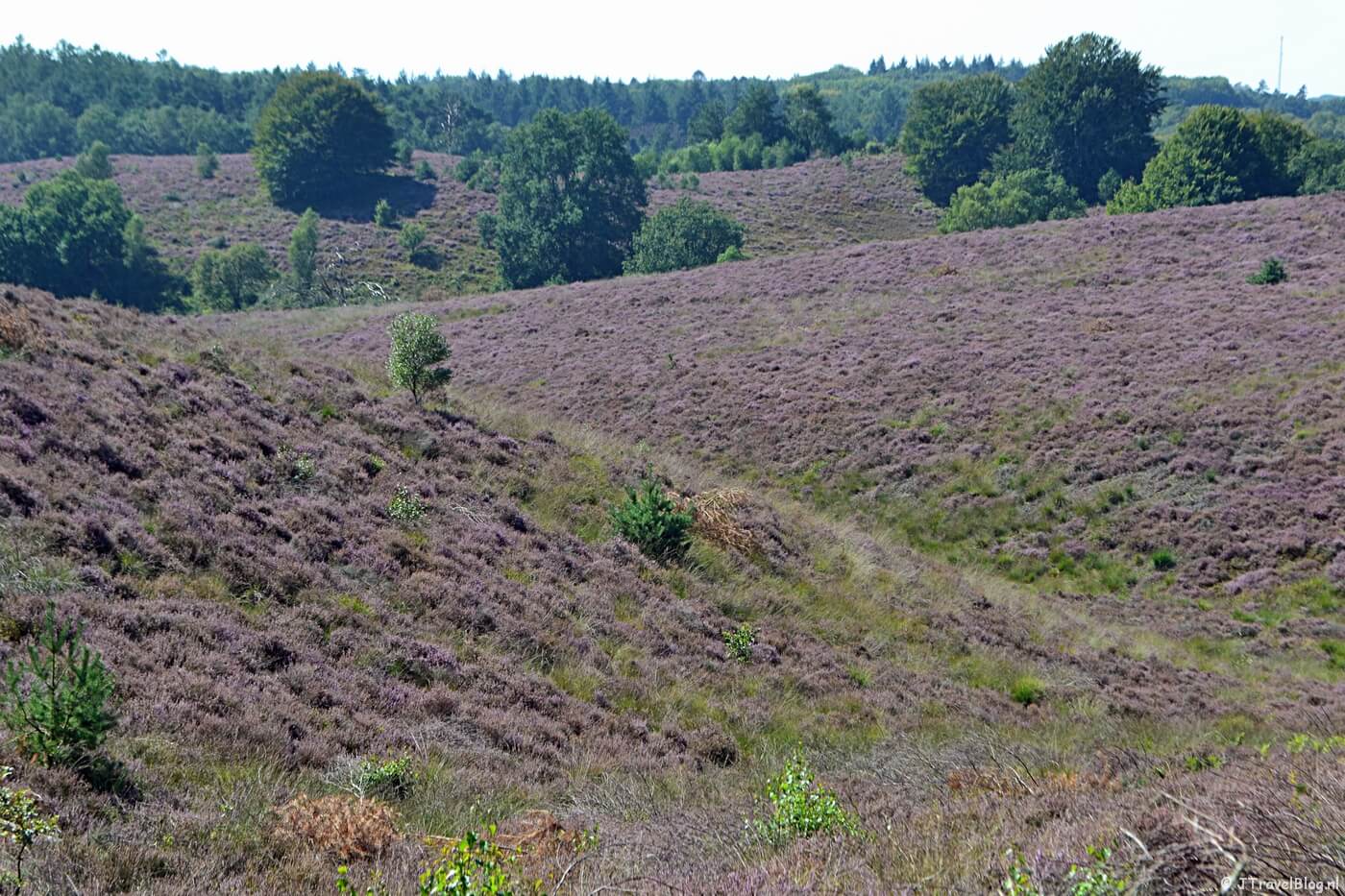 Heide tijdens mijn Trage Tocht wandeling