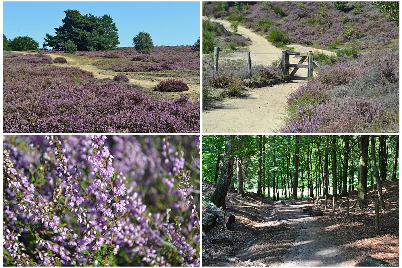 Trage Tocht Rheden wandeling, augustus 2019