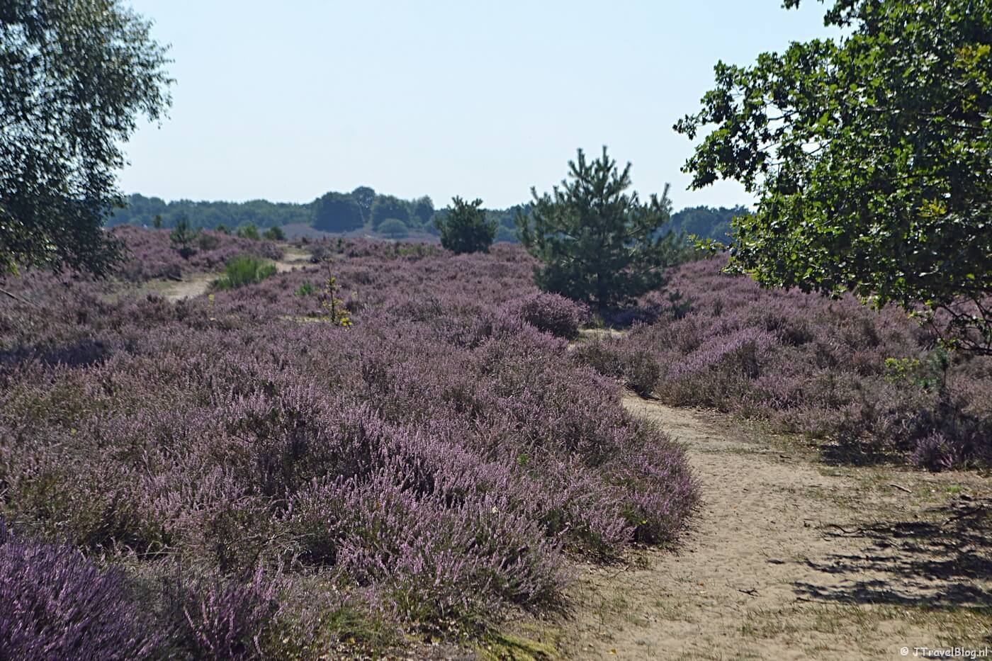 De heide tijdens mijn wandeling rond Rheden