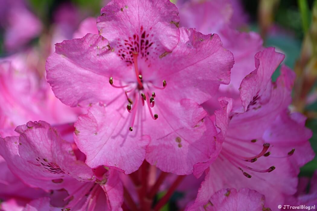 Rododendron in het Amstelpark tijdens mijn groene wandeling langs de Amsterdamse Zuidas