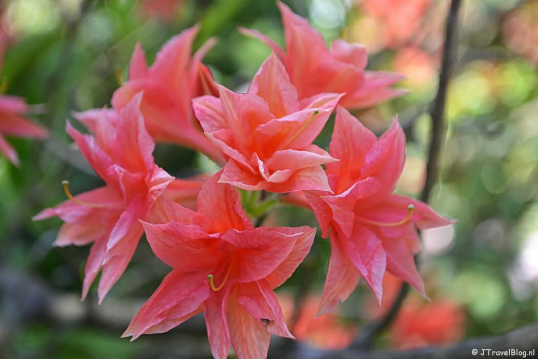 De rododendronvallei in het Amstelpark tijdens mijn wandeling langs het groene deel van de Amsterdamse Zuidas