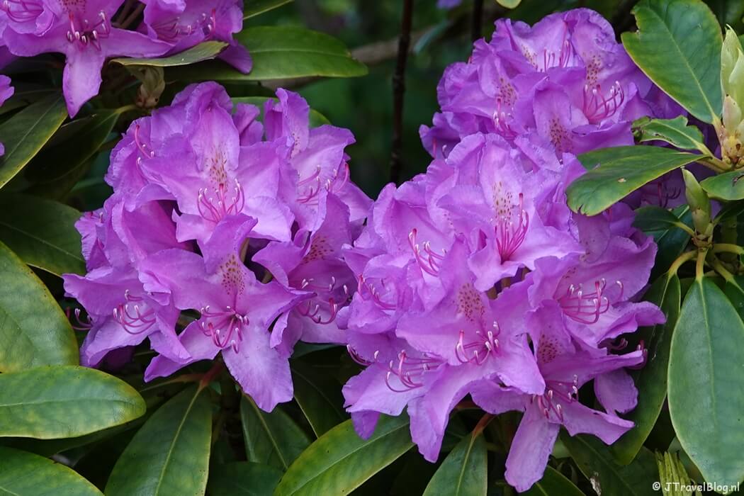 Rododendron in het Willem Dreesplantsoen tijdens de Trage Tocht Haarlem