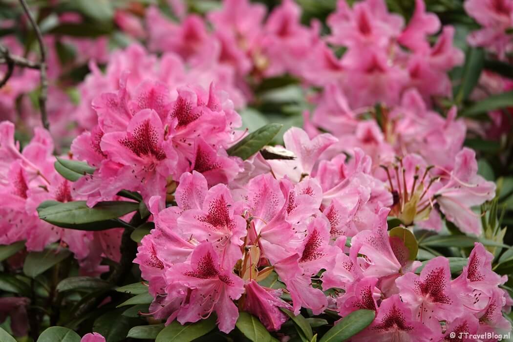 Rododendron in het Zandenbos tijdens de 14e etappe van het Westerborkpad
