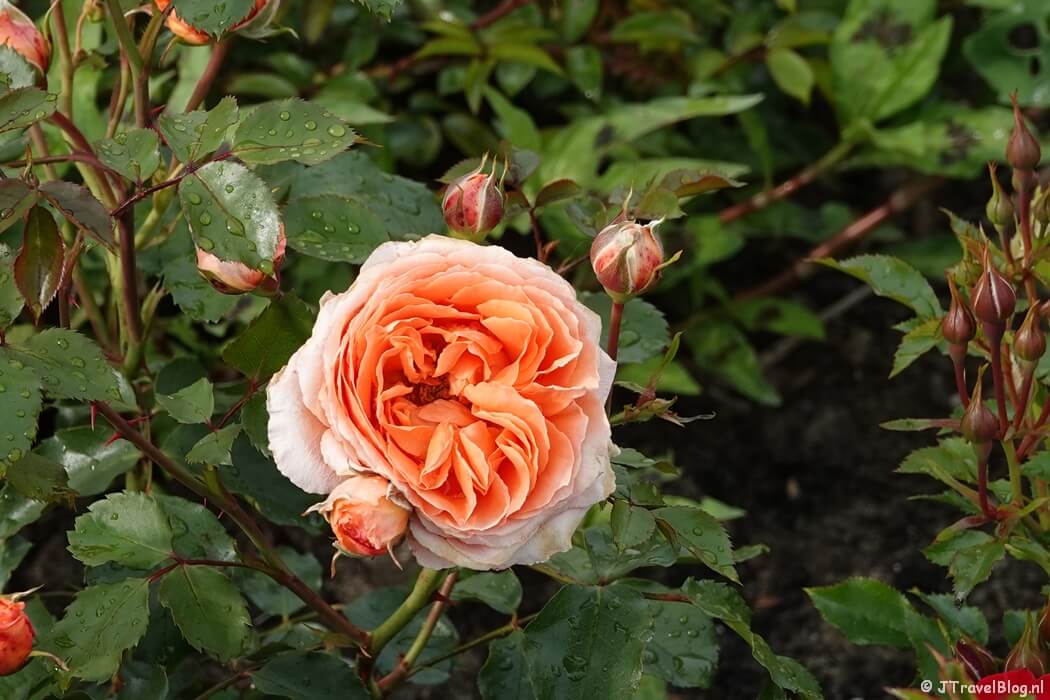 Cultuurgroep Rozen op de Floriade Expo 2022 in Almere