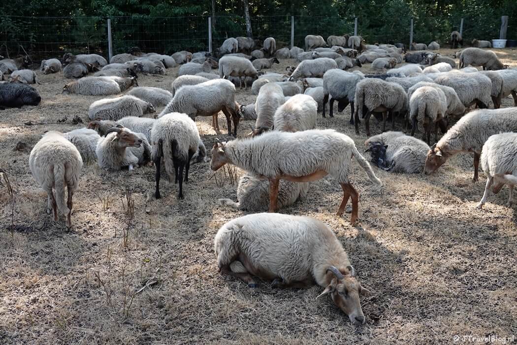 Schapen in Fransche Kamp tijdens de Trage Tocht Bussum