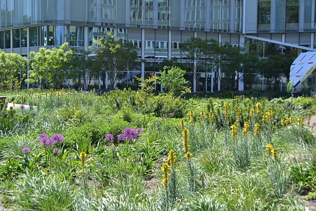 De stadstuin tijdens mijn wandeling langs het groene deel van de Amsterdamse Zuidas