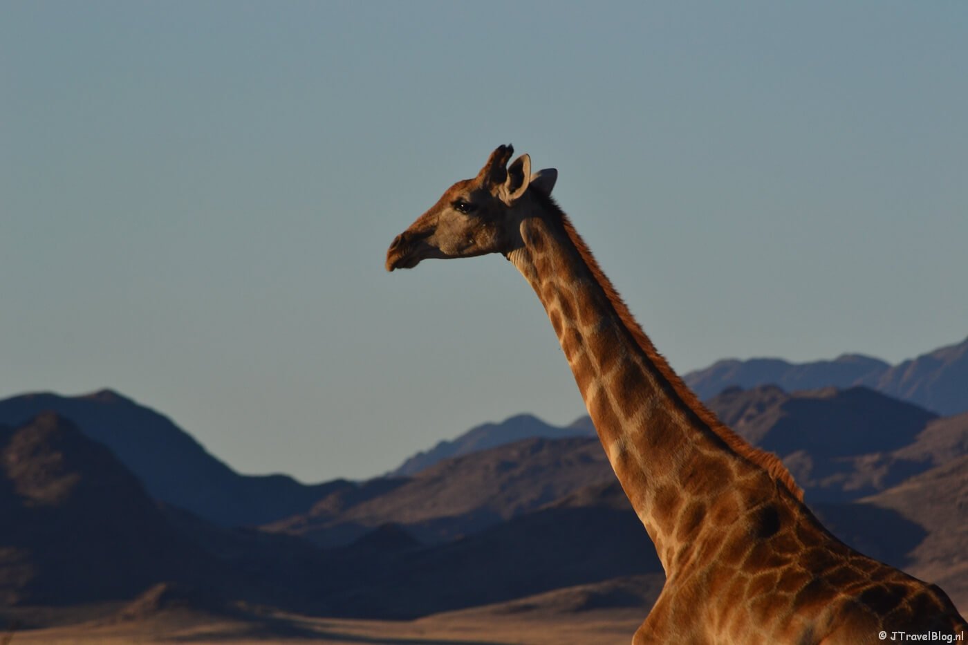 Een giraffe tijdens de Sundowner bij de Sossusvlei