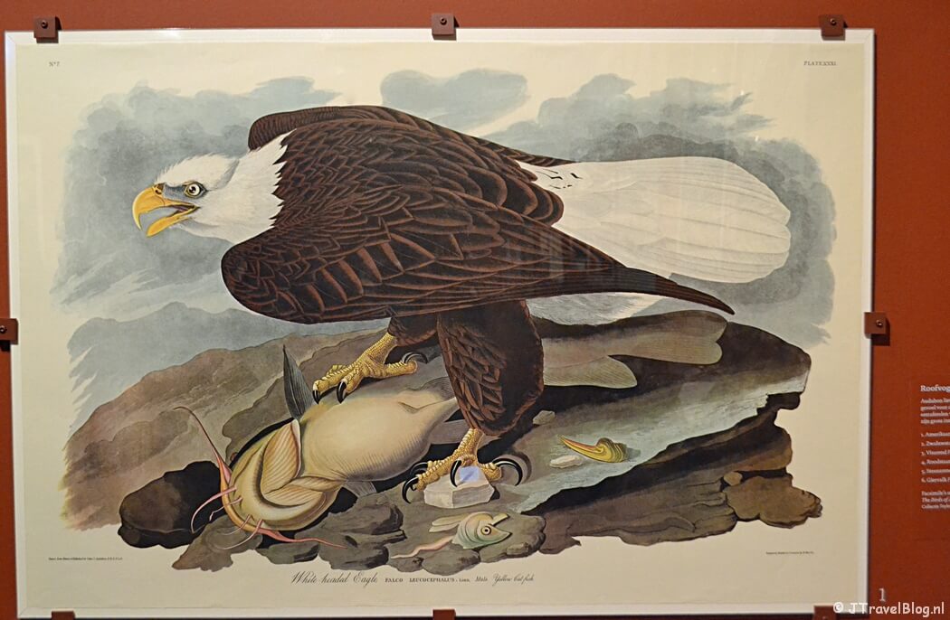 De tijdelijke tentoonstelling 'Vogelpracht' in het Teylers Museum in Haarlem