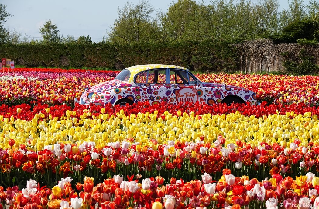 The Tulip Barn in Hillegom