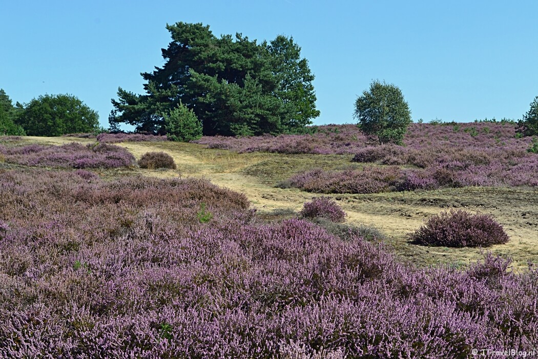De heide tijdens mijn Trage Tocht Rheden