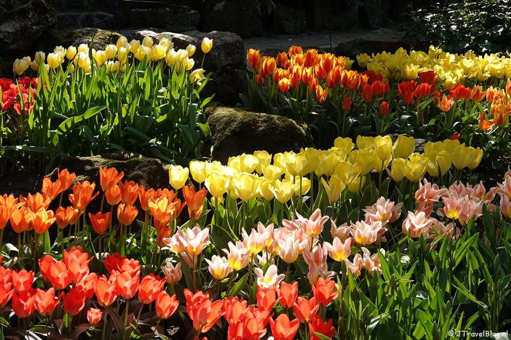 Tulpen in de Keukenhof in Lisse