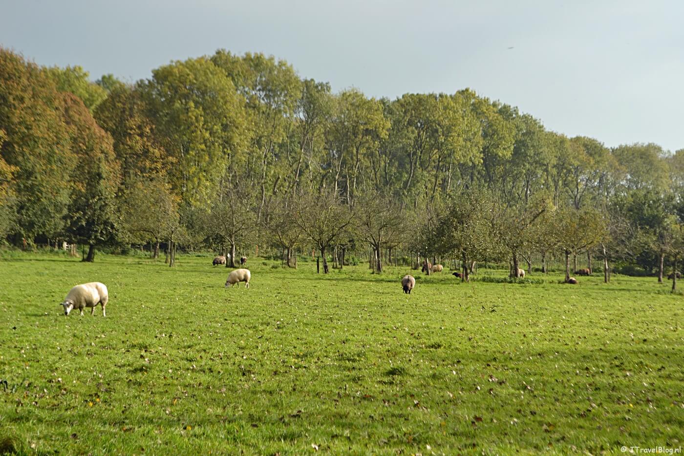 Landgoed De Olmenhorst
