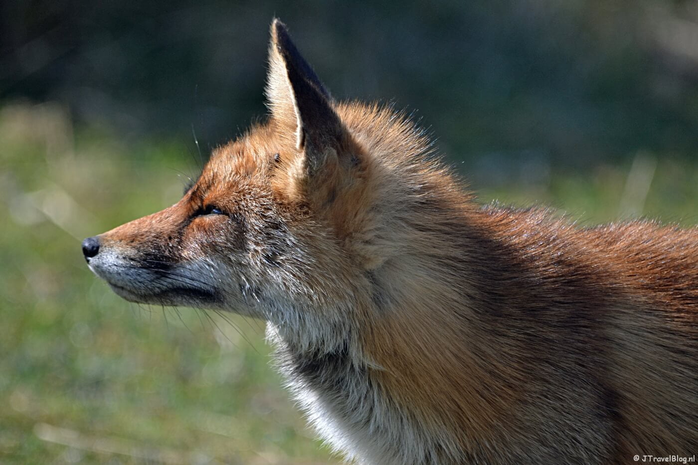 Een vos in de Amsterdamse Waterleidingduinen, april 2020