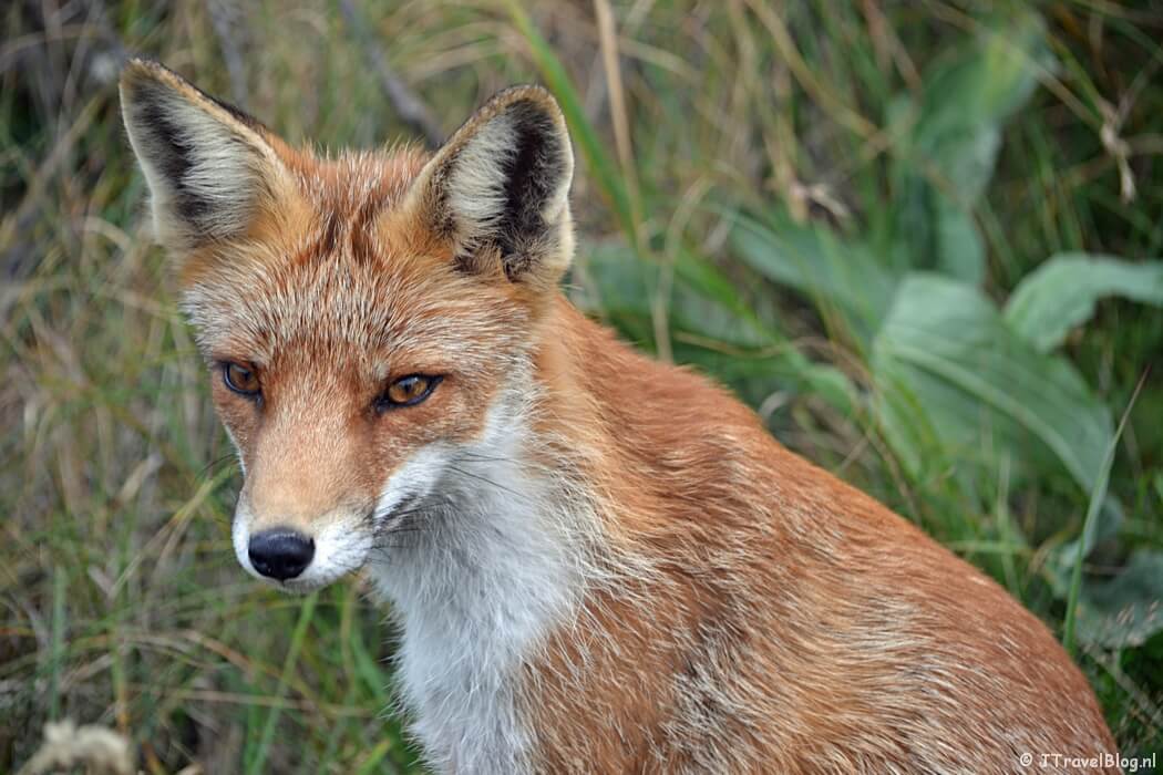 Een vos in de Amsterdamse Waterleidingduinen