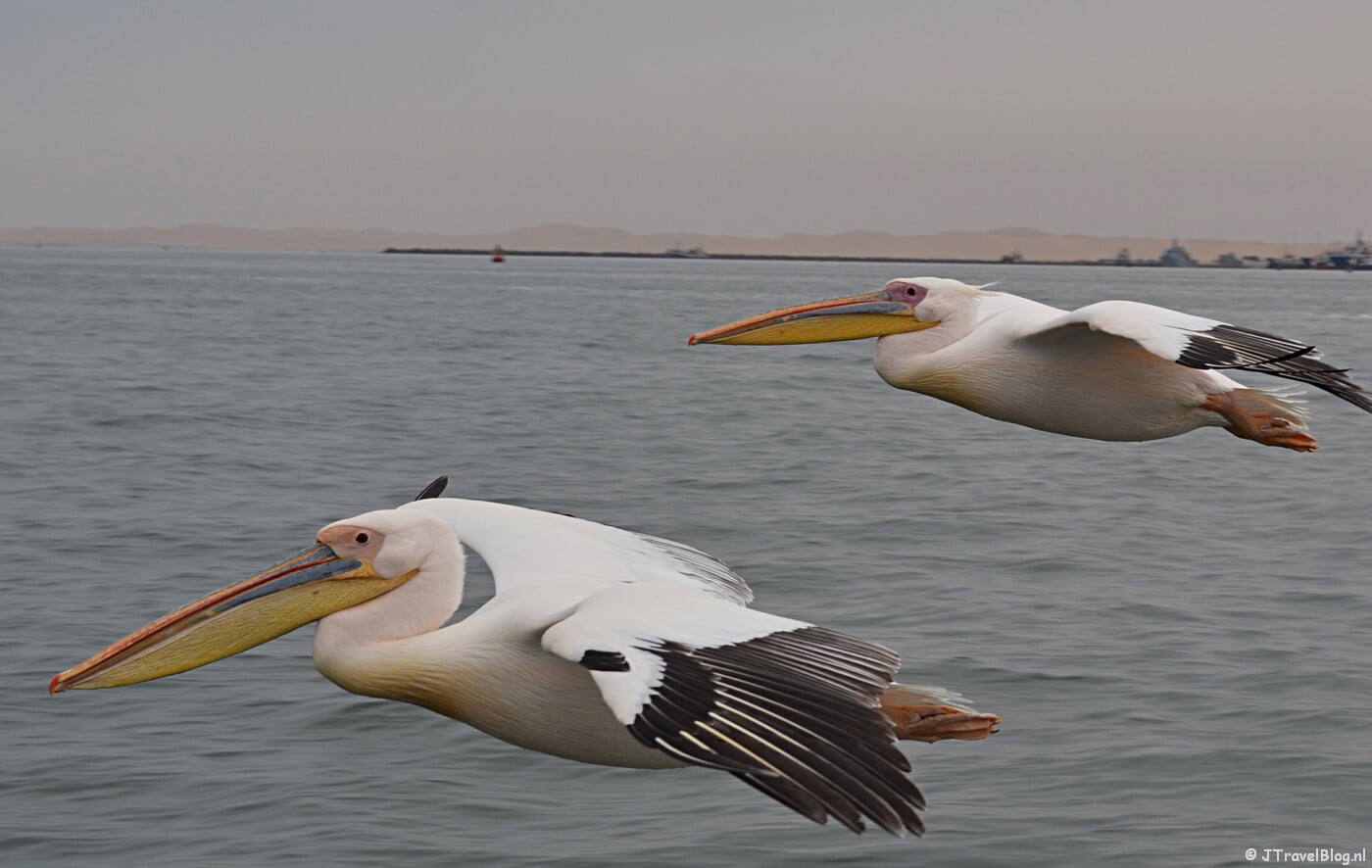 Meevliegende pelikanen tijdens de boottocht bij Walvis Bay