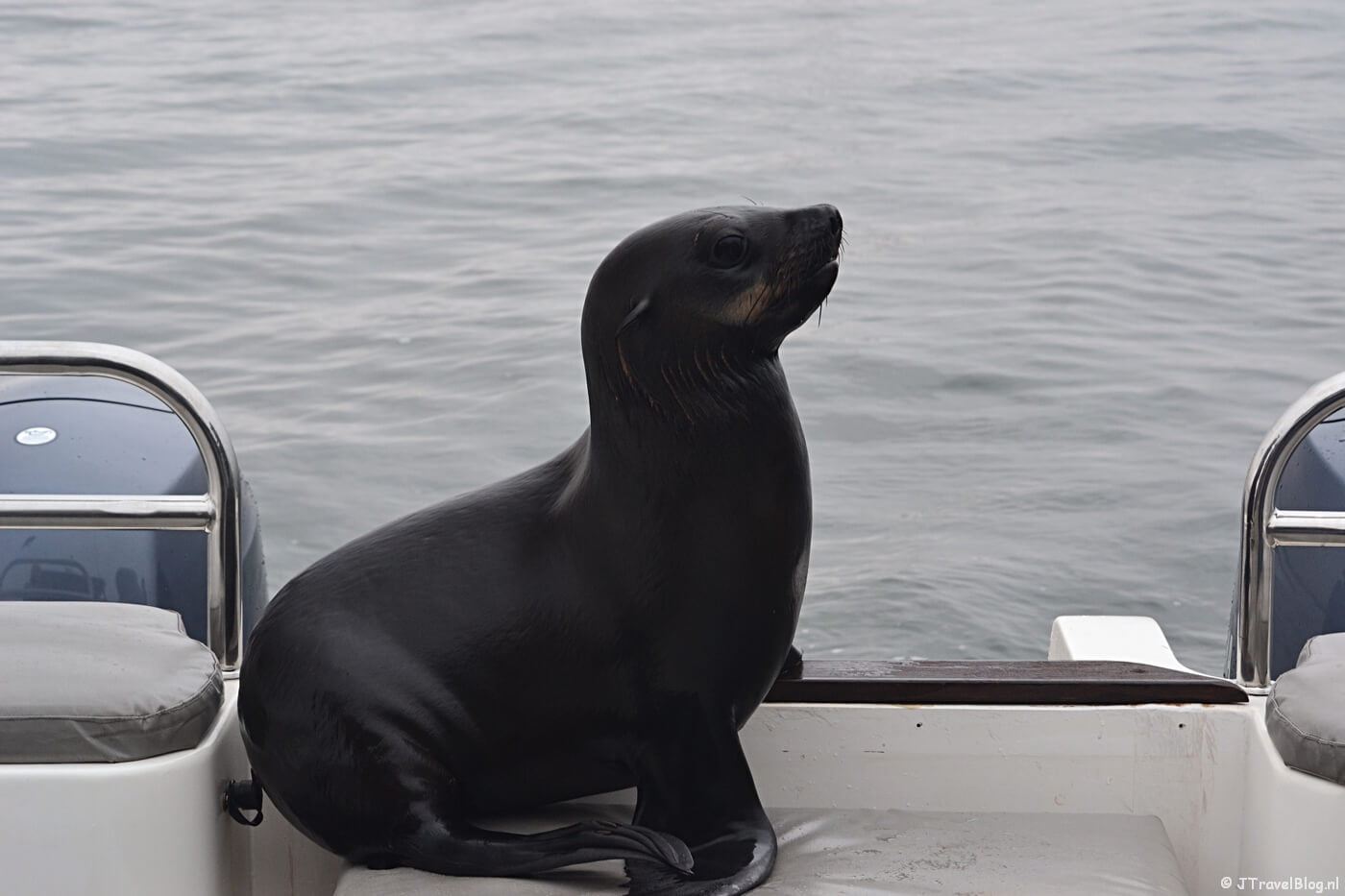 Een verstekeling aan boord tijdens de boottocht bij Walvis Bay
