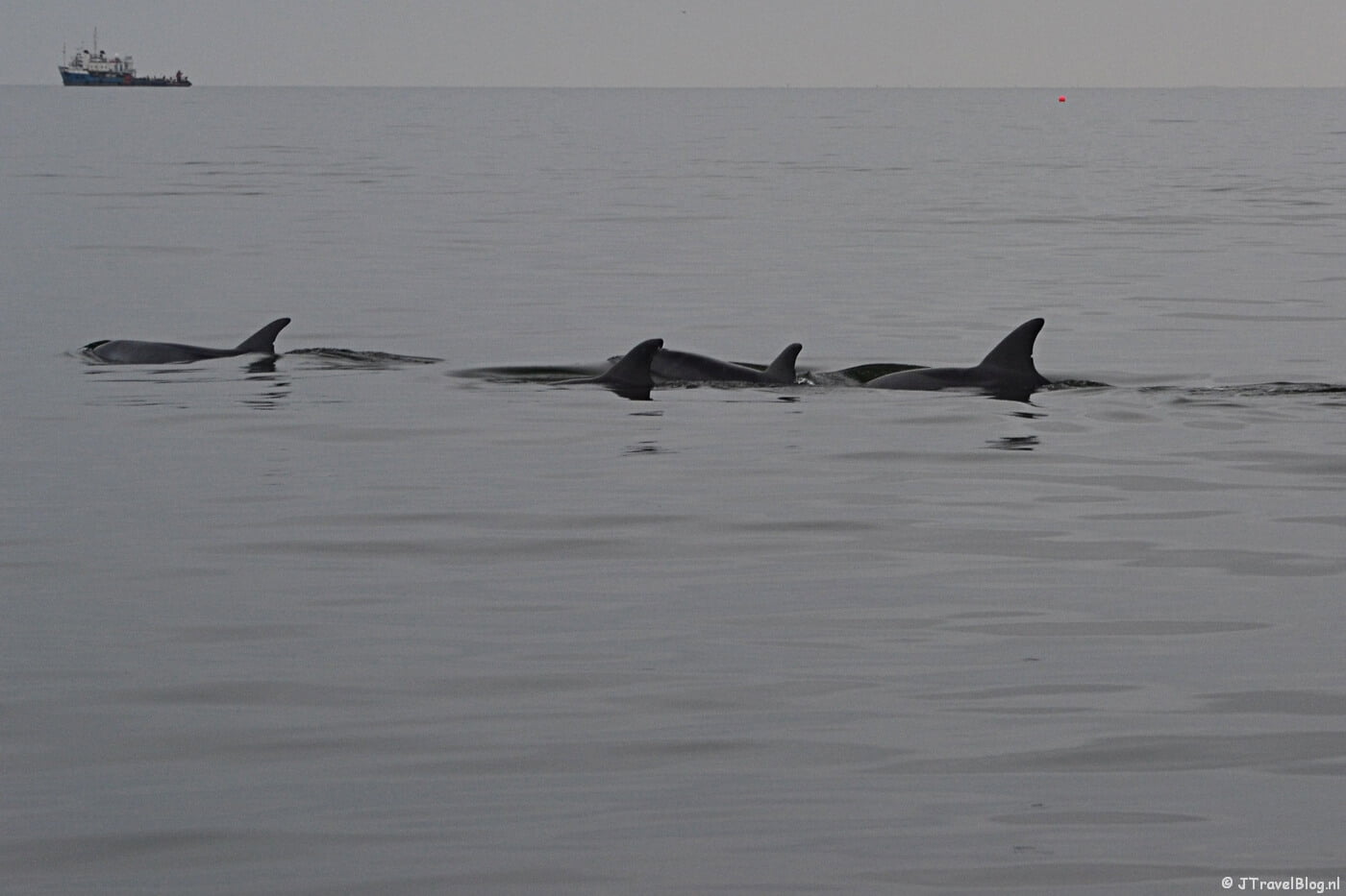 Dolfijnen tijdens de boottocht bij Walvis Bay