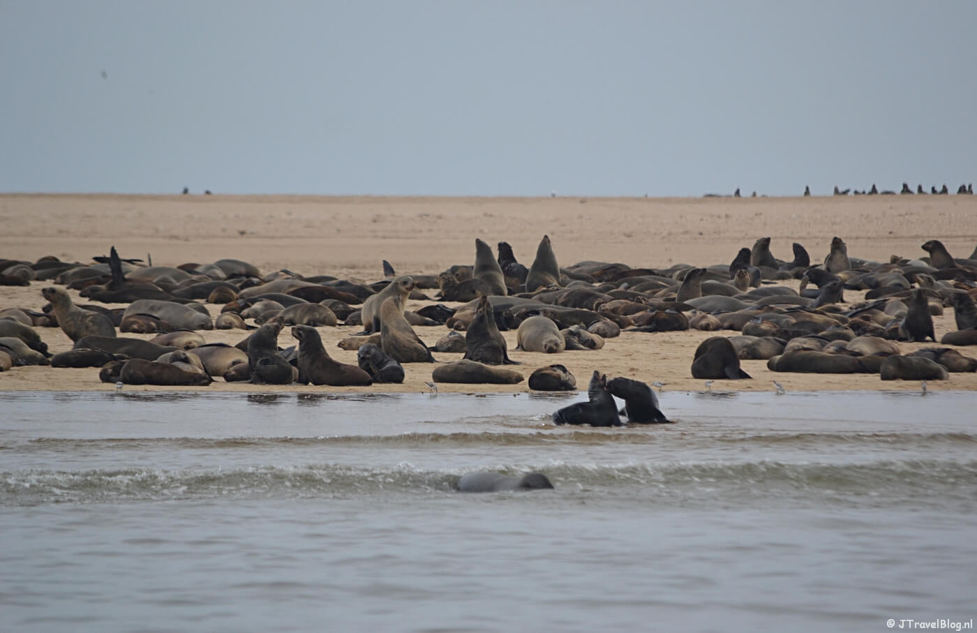 Zeehonden bij Pelican Point tijdens de boottocht bij Walvis Bay