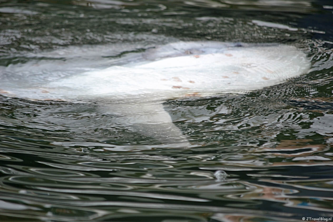 De maanvis tijdens de boottocht bij Walvis Bay