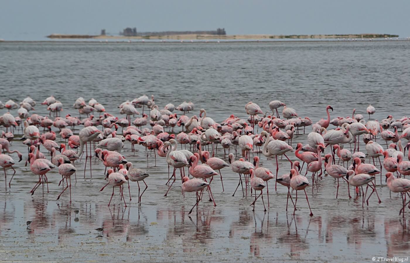 Flamingo's tijdens de Living Desert Tour in de duinen bij Walvis Bay