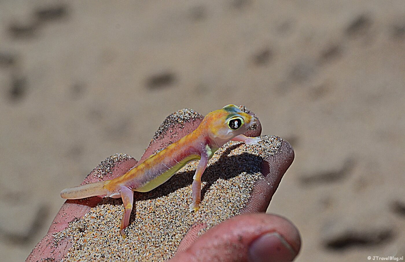 Een gekko tijdens de Living Desert Tour in de duinen bij Walvis Bay